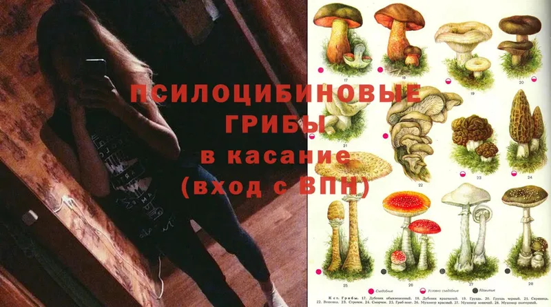 Псилоцибиновые грибы Cubensis  сайты даркнета официальный сайт  Асино 